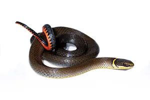 County Prints: Ringneck Snake (Diadophis punctatus)