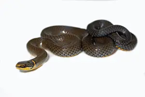County Prints: Ringneck Snake (Diadophis punctatus)