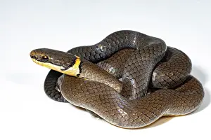 County Prints: Ringneck Snake (Diadophis punctatus)