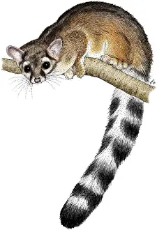 Tail Prints: Ringtail Cat