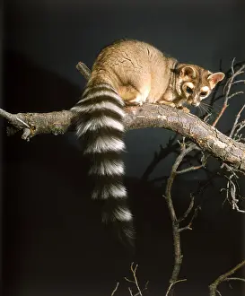 Stone Prints: Ringtail Cat on a Branch, Raccoon Family, Utah