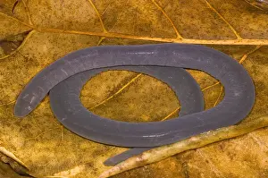 Caecilian Prints: Rio Cauca Caecilian