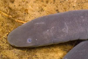 Caecilian Prints: Rio Cauca Caecilian