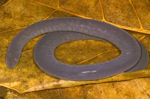 Caecilian Prints: Rio Cauca Caecilian