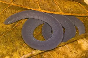 Caecilian Prints: Rio Cauca Caecilian