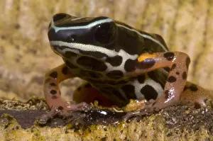 Arrow Prints: Rio Madeira Poison Frog