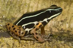 Basin Prints: Rio Madeira Poison Frog