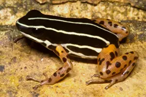 Basin Prints: Rio Madeira Poison Frog