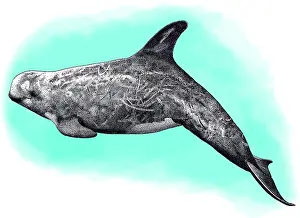 Dolphin Prints: Rissos dolphin