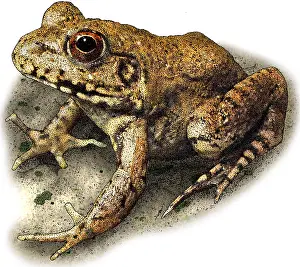 November Prints: River Frog