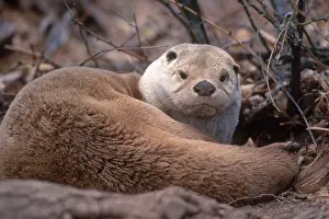 Captive Prints: River Otter