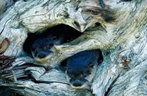 River Prints: River otters
