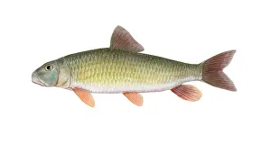 Fish Prints: River Redhorse (Moxostoma carinatum)