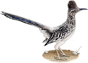 Ground Prints: Roadrunner
