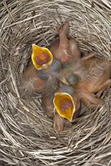 Behavior Prints: Robin nestlings