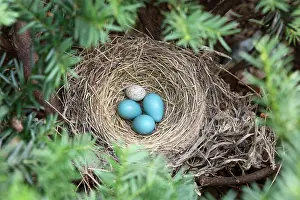 Cattle Prints: Robin's Nest and Cowbird Egg