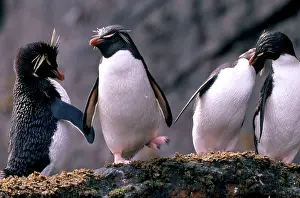 Species Prints: Rockhopper Penguins