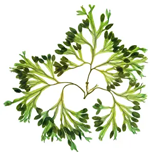 Science Source Collection Prints: Rockweed Seaweed, X-ray