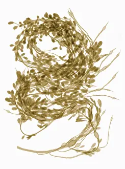 Weed Prints: Rockweed Seaweed, X-ray