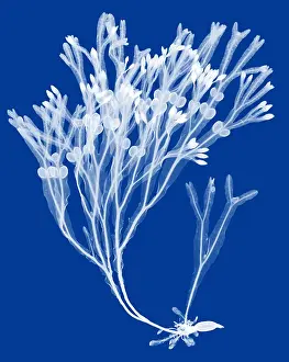 Weed Prints: Rockweed Seaweed, X-ray