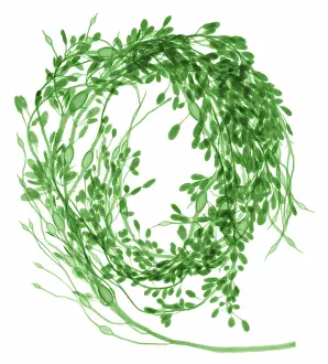 Weed Prints: Rockweed Seaweed, X-ray