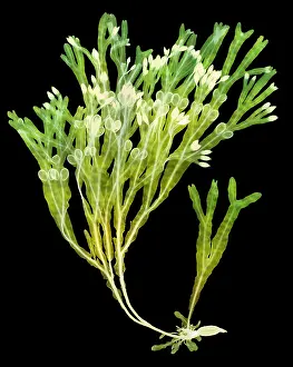 Waters Prints: Rockweed Seaweed, X-ray