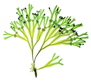 X Rays Prints: Rockweed Seaweed, X-ray