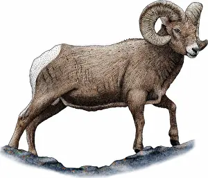Mountain Prints: Rocky mountain bighorn sheep
