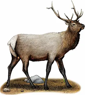 Bulls Prints: Rocky mountain elk