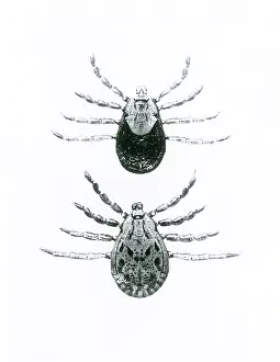 Fever Prints: Rocky Mountain Spotted Fever Ticks