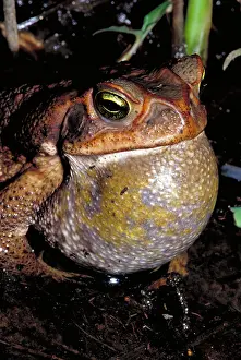 Blooded Prints: Rococo toad