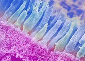 Iris Prints: Rods and cones in the eye
