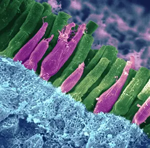 Iris Prints: Rods and cones of the Eye's Retina, Under a Scanning Electron Microscope (SEM)