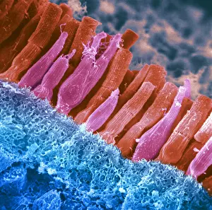Best Sellers Part III Prints: Rods and cones of the Eye's Retina, Under a Scanning Electron Microscope (SEM)