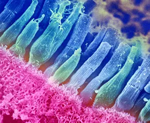 Medical Prints: Rods and cones of the Eye's Retina, Under a Scanning Electron Microscope (SEM)