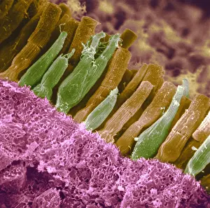 Iris Prints: Rods and cones of the Eye's Retina, Under a Scanning Electron Microscope (SEM)
