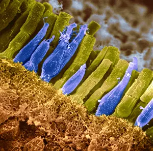 Iris Prints: Rods and cones of the Eye's Retina, Under a Scanning Electron Microscope (SEM)