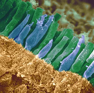 Medical Prints: Rods and cones in retina