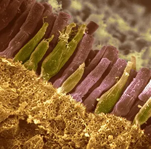 Iris Prints: Rods and cones in retina