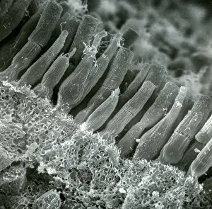 Iris Prints: Rods and Cones in Retina