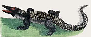 Animalium Prints: Rondelet, Crocodile, 16th Century
