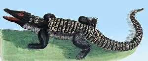 Zoology Prints: Rondelet, Crocodile, 16th Century