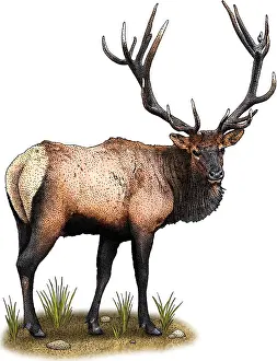 California Prints: Roosevelt Elk