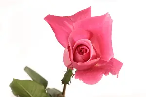 Nature Prints: Rose blooming