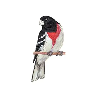 Rose Prints: Rose-breasted grosbeak