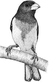 Rose Prints: Rose Breasted Grosbeak