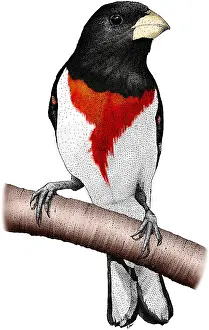 Rose Prints: Rose-breasted Grosbeak