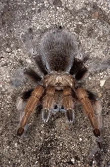 Rose Prints: Rose Hair Tarantula, Grammostola rosea