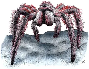 Rose Prints: Rose-haired Tarantula