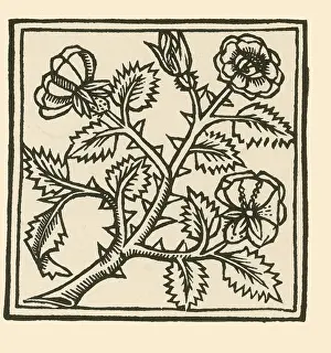 Rose Prints: Rose illustration, from Macer's Viribus Herbarum
